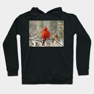 Northern cardinal perching on an ice-coated branch Hoodie